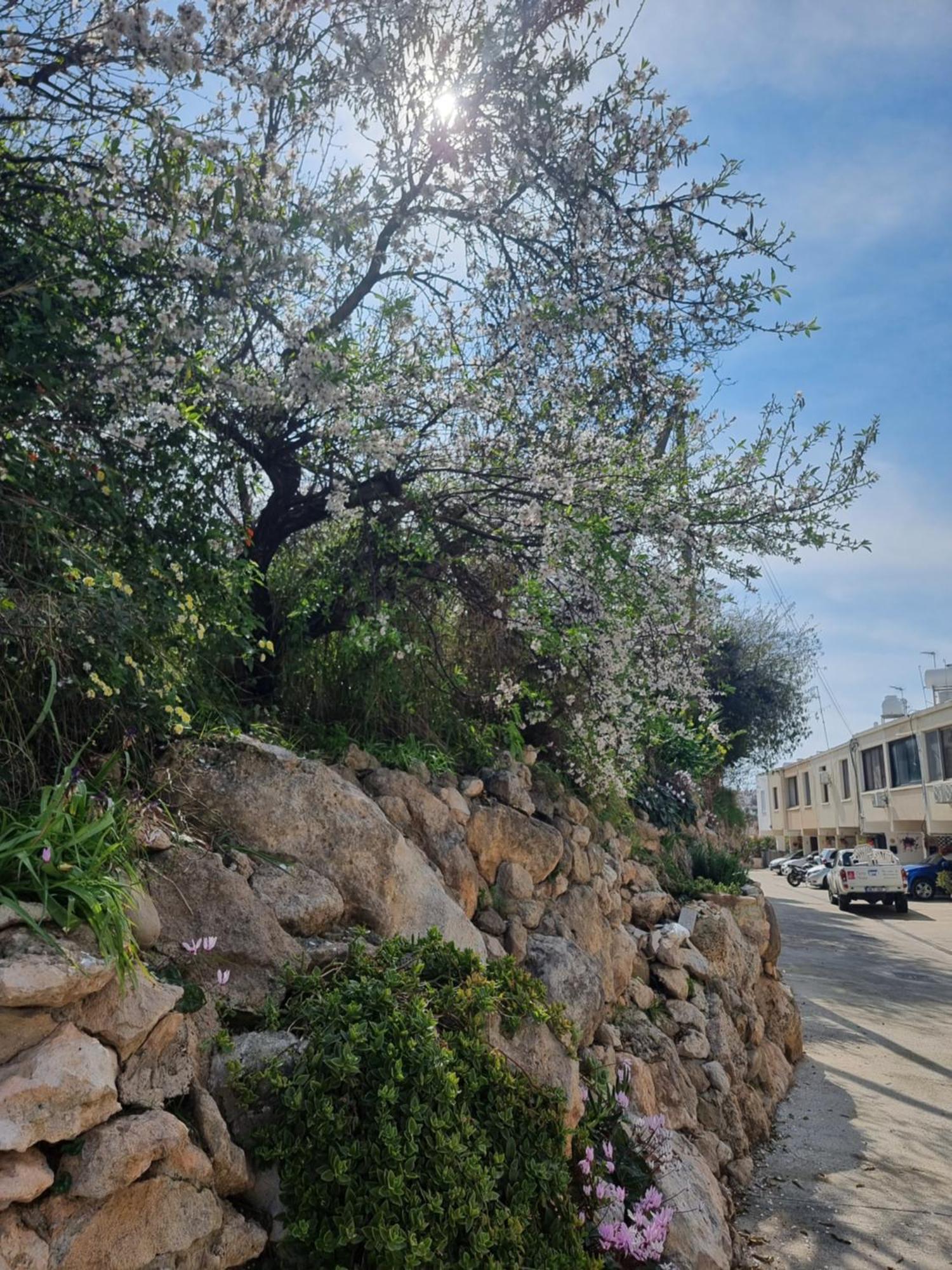 Mediterranean Valley Pafos Exterior foto